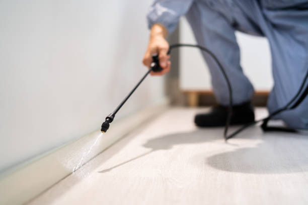 Certified termite inspector examining foundation in Medulla