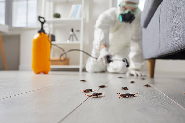 Commercial Rodent Management in Medulla